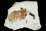 Partial Fossil Pea Crab (Pinnixa) From California - Miocene #105022-1